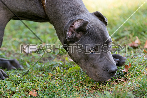 Cane Corso Female Puppy Sniffing Outdoor