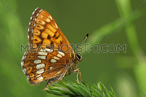 Small butterfly on a strand of grass with room for text