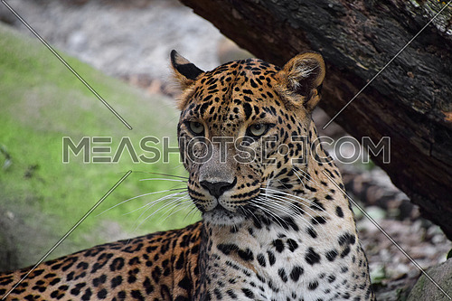 Close up front portrait of African leopard looking at camera, low angle view