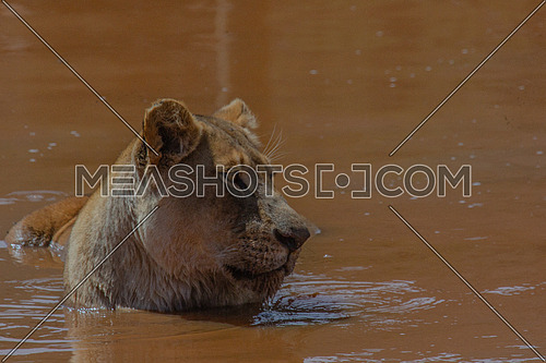 Lion in the water 