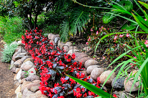 red plants surrounded by rocks in a rectangle shape