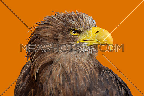 Close up profile portrait of one white-tailed sea eagle (Haliaeetus albicilla) looking at camera over yellow orange background, low angle side view