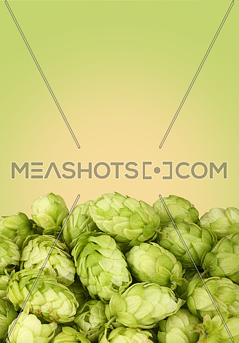 Close up heap of fresh green hops, ingredient for beer or herbal medicine, over green and beige background with copy space, low angle side view