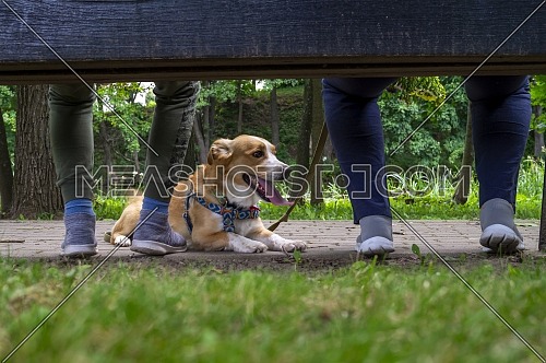 Little dog on a lead lying panting between the legs of its owners outdoors in a garden or park with selective focus at ground level
