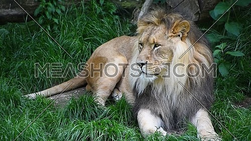 Close up portrait of one male lion turning head and looking at camera over background of green grass, low angle view