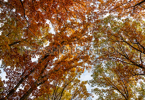 Low angle view of colorful autumn trees with green and orange leaves, diminishing perspective