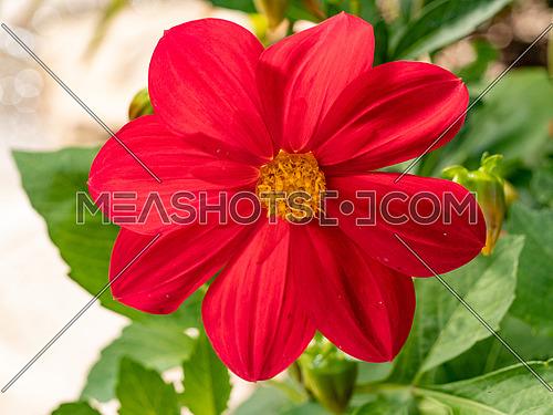 Dahlia flower, closeup of  red dahlia flower in full bloom in the garden. Floral background