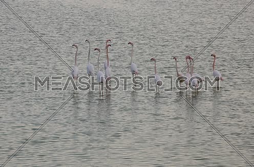 Wild pink and grey flamingos on the salt lake in Larnaca, Cyprus
