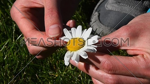 High angle view close up of young woman hands pick off and rip out petals of chamomile flower in French game called He loves me, he loves me not