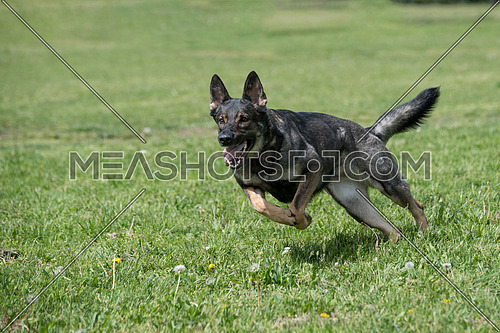 German Shepherd Running Through the Grass. Selective focus on the dog