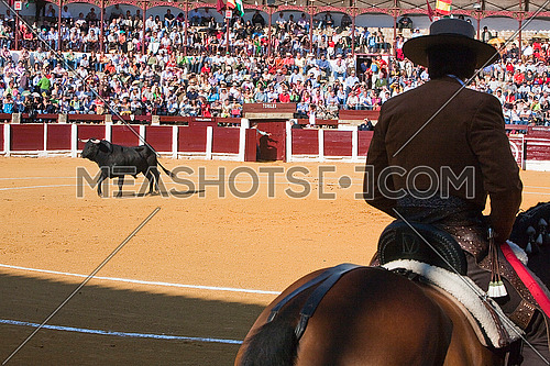 Diego Ventura, bullfighter on horseback spanish, Ubeda, Jaen province, Spain, 29 september 2008