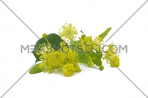 Fresh Linden or Tilia flowers and leaves isolated on white background