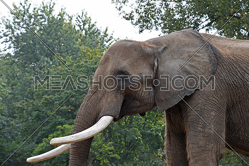 Close up side profile portrait of African elephant male with big tusk looking at camera over background of green trees, low angle view