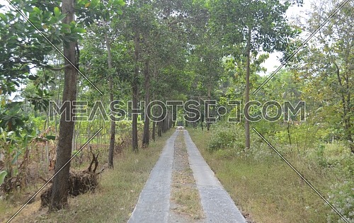 the two path on the left and right are trees in the village during the day