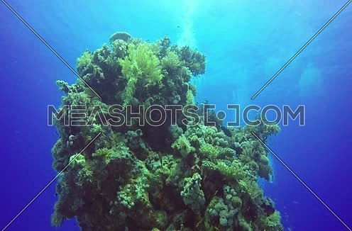  Follow Shot for a coral and fishes colony underwater at Red Sea
