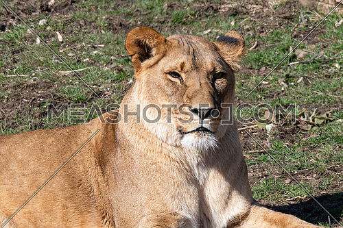 Panthera leo is one of the four big cats in the genus Panthera and a member of the family Felidae.