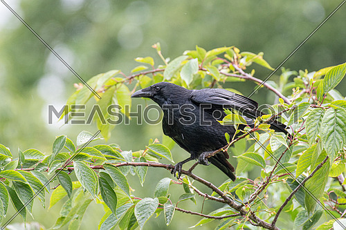 Carrion Crow (Corvus corone).Bird in the crow family