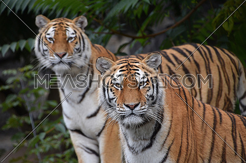 Close up front portrait of two young female Amur (Siberian) tigers looking at camera over green forest background, low angle view