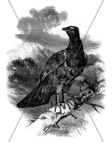 The great Woodcock Tetrao urogallus, vintage engraved illustration. Magasin Pittoresque 1857.
