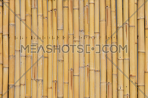 Background of yellow natural bamboo vertical trunk bodies with gaps between