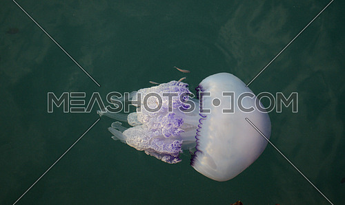 Rhizostoma pulmo jellyfish in the mediterranean sea