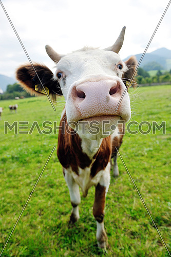 cow farm animal  and field of fresh grass in countryside background