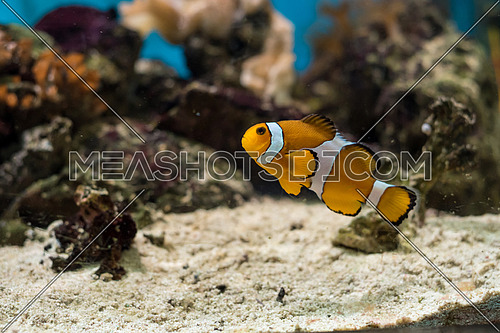The Ocellaris Clownfish Amphiprion ocellaris is the most recognized little orange saltwater fish in the world. Selective focus