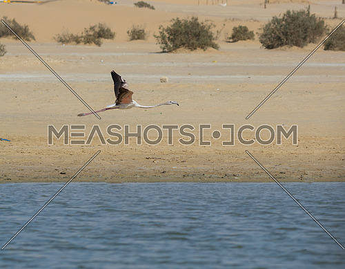 Greater Flamingo flying