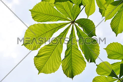 Green fresh translucent springtime horse chestnut (Aesculus Hippocastanum) leaves with veins structure over background of blue sky under bright sunshine in day light time, close up