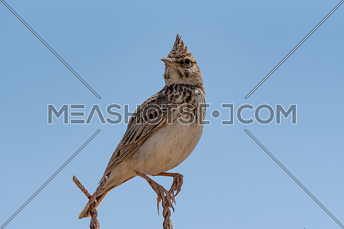 The Crested Lark is well distinguished from other larks by the larger size and quite large crest on the head. Adult males and females are similar on color