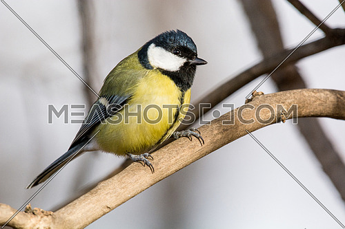 The great tit (Parus major) is a passerine bird in the tit family Paridae