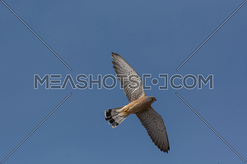 Awesome bird of prey Lesser kestrel (Falco naumanni)  in flight with the sky of background