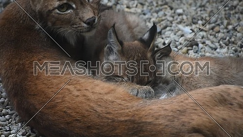 Mother Eurasian lynx nursing feeding two young baby kittens, looking at camera alerted, close up, high angle view
