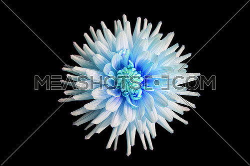 beautiful blue dahlia flower  isolated on black background with rain drops in garden
