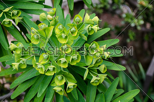 a green plant with green blossoms