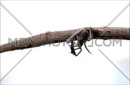 Brown spider crawling on a tree branch against a white background