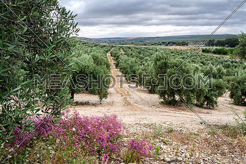 Ecological cultivation of olive trees in the province of Jaen, Spain