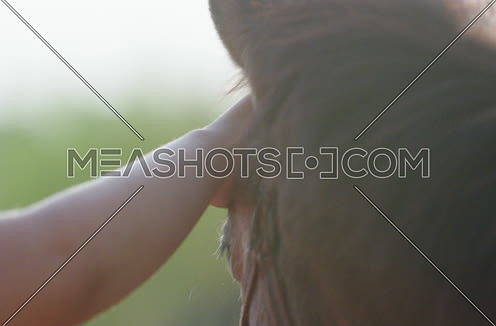 Close shot for a hand touches a donkey's head