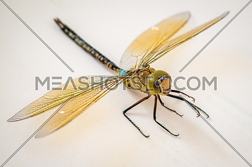 Anisoptera Dragonfly close up on nutral background