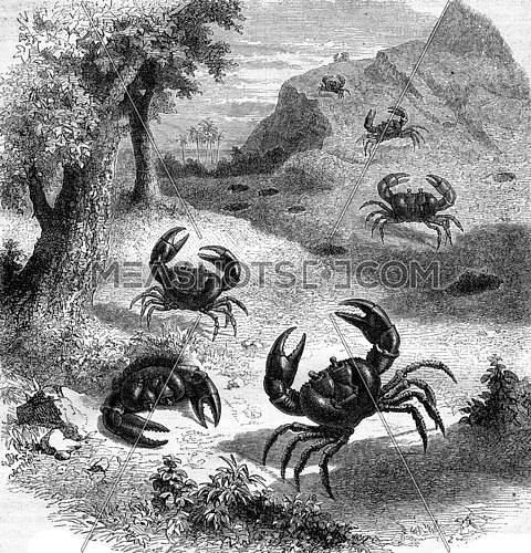 Earth purple crab Jamaica, vintage engraved illustration. Magasin Pittoresque 1877.