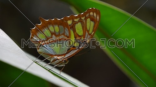 Close up side profile portrait of one, beautiful big vivid green and brown tropical rainforest butterfly with folded wings sitting on leaf
