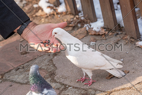 White Pigeon eats from a man hand. The concept of friendship and help.