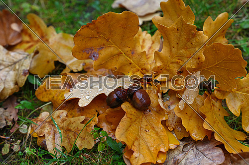 Close up fallen autumn brown and orange oak tree leaves with acorns and water drops after the rain, laying on ground in green grass, high angle view