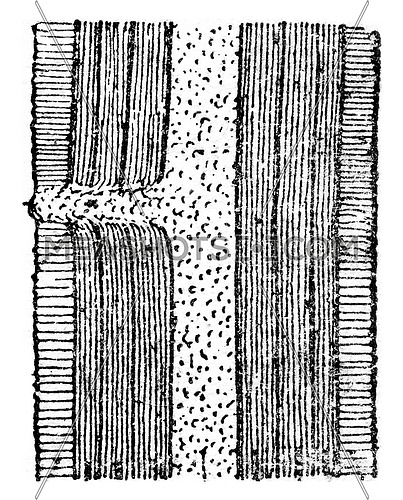Schematic longitudinal section showing a dormant bud, vintage engraved illustration.