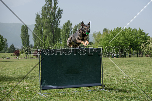 German Shepherd on agility competition, over the bar jump. Proud dog jumping over obstacle. Selective focus on the dog