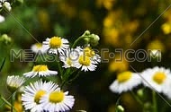 Wild meadow chamomile flowers over green background of field, close up, focusing in