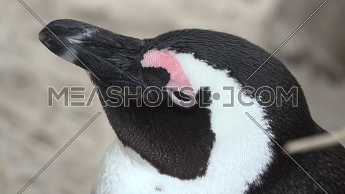 Close up shot of the head of an African penguin
