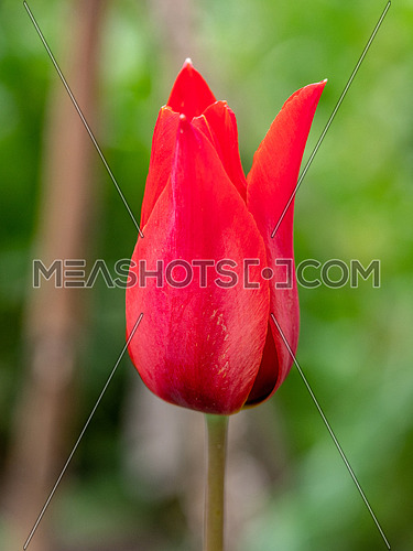 A single tulip isolated from the garden behind it