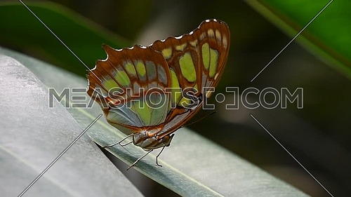 Close up side profile portrait of one, beautiful big vivid green and brown tropical rainforest butterfly with folded wings sitting on leaf, low angle