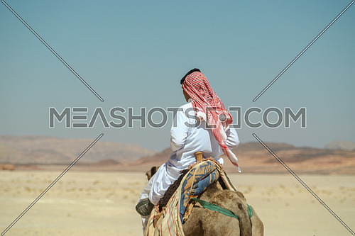 A bediuon male riding a camel at Wadi agarat area in Sinai at day.